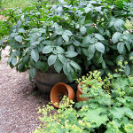 potatoes in containers