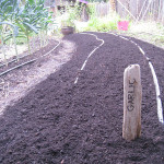 The garlic is planted!