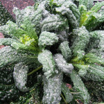 a winter garden harvest