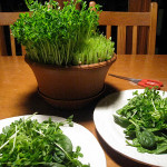 an indoor winter pea shoot garden