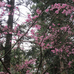 when the cherry tree blooms