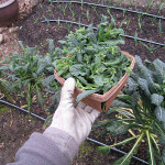 tuscan kale