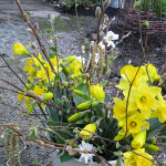 daffodil bouquets