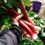 rhubarb!