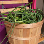 garlic scapes!