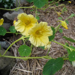 nasturtiums