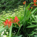 crocosmia and parsley