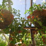 Tumbler tomatoes in containers, part 1