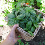 basil in the garden