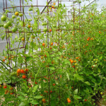 cherry tomato superabundance