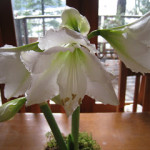 amaryllis