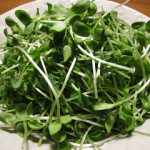 sunflower shoots