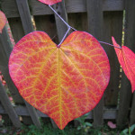 Happy Valentine’s Day!!