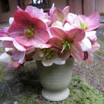 hellebores are beautiful