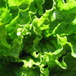appreciating lettuce