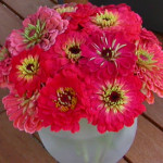 zinnias