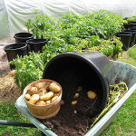 potato harvest