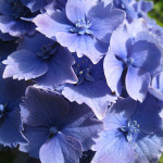 blue hydrangea