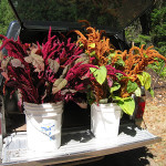 amaranth and grapevines