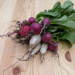 Easter Egg Radishes