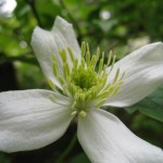 late spring flowers