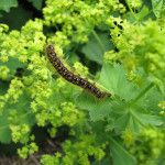 a western tent caterpillar spring
