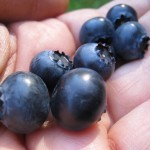 blueberries