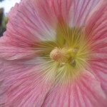 hollyhock