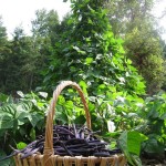 bush beans and runner beans