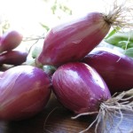 tropeana lunga onions