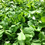 peashoots!! an amazing winter-time green