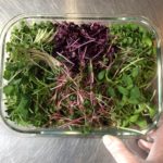 microgreen subscription program